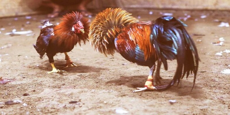 Giống Gà Đá Cựa Sắt
