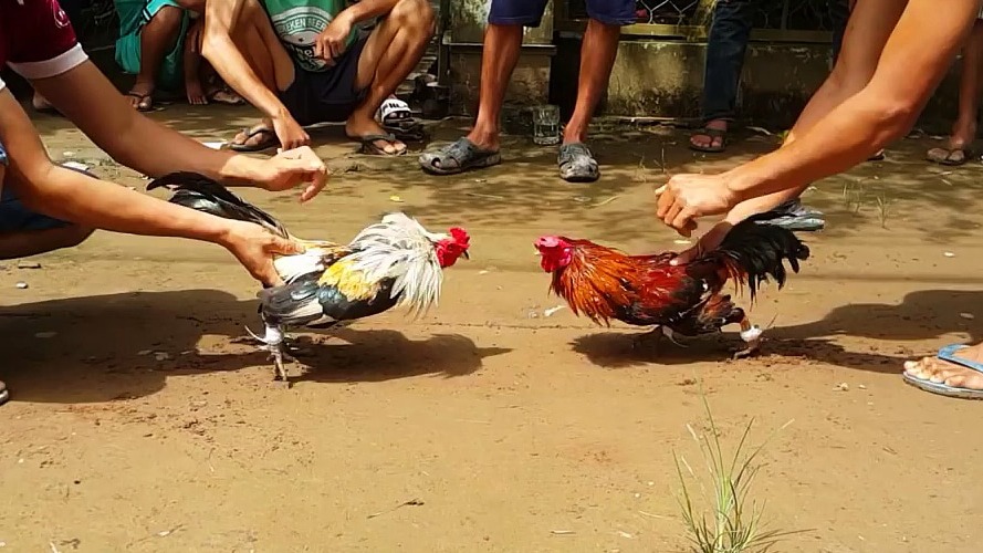 thuật ngữ trong đá gà
